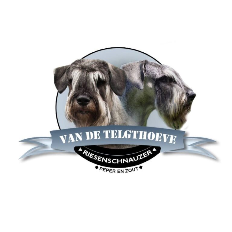 Onze eerste steun komt uit een bijzonder hoekje van Saba’s nest… Wat symbolisch en mooi dat onze allereerste donatie en steun komt van Trea – de vrouw bij wie Saba geboren is, bij Riesenschnauzer kennel van de Telgthoeve. Dankjewel, Trea, voor je liefde voor honden, je steun aan onze stichting en het delen van onze boodschap. Jouw betrokkenheid raakt ons diep. ❤️