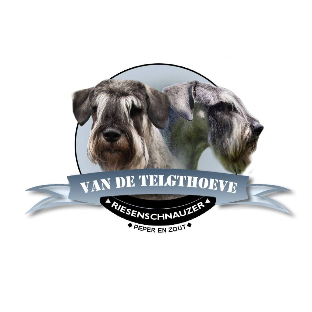 Riesenschnauzer kennel van de Telgthoeve